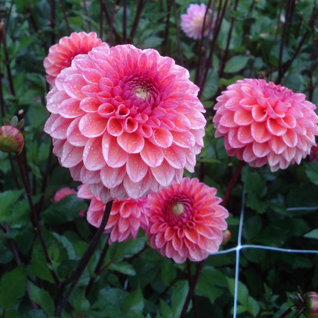 Dahlia sphériqu Daisy Duke