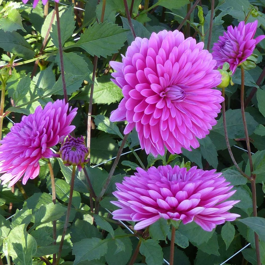 Dahlia Décoratif Gerbera