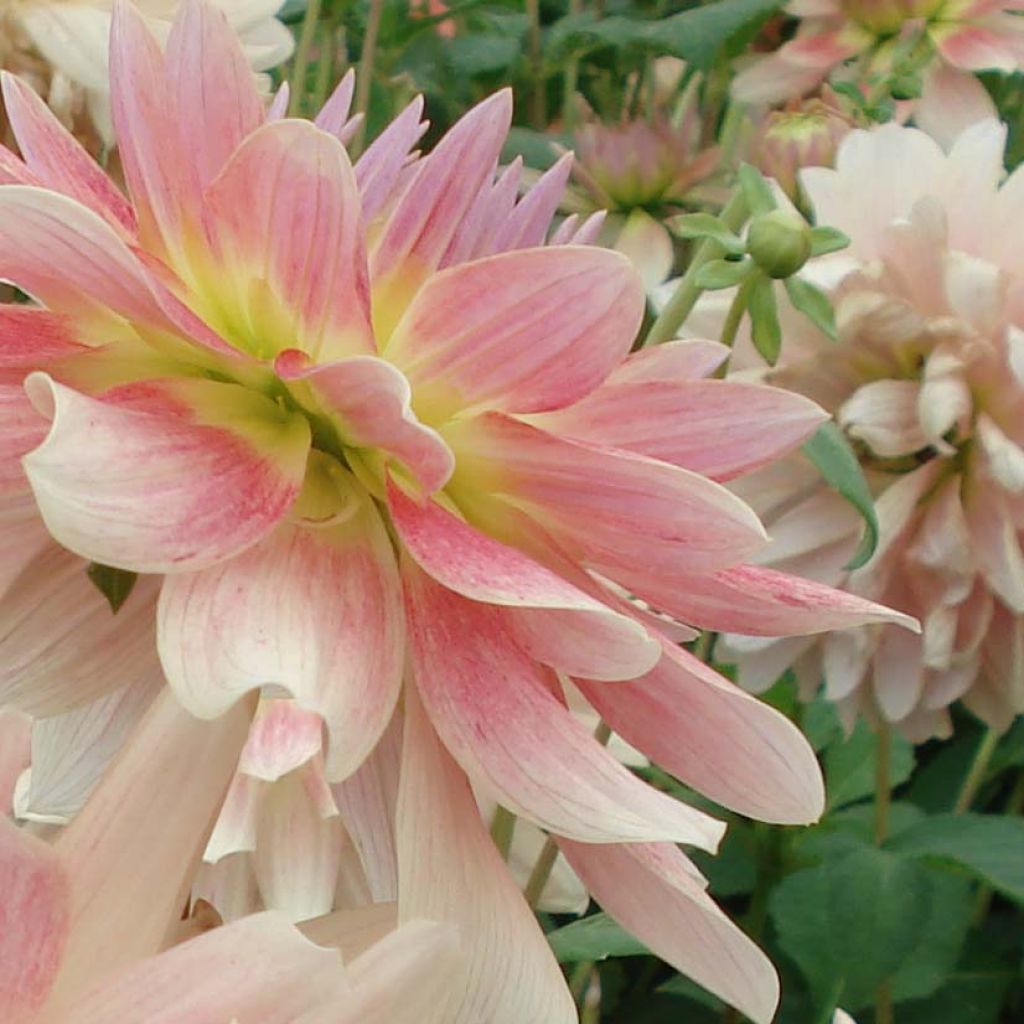 Dahlia Sunset Tropical