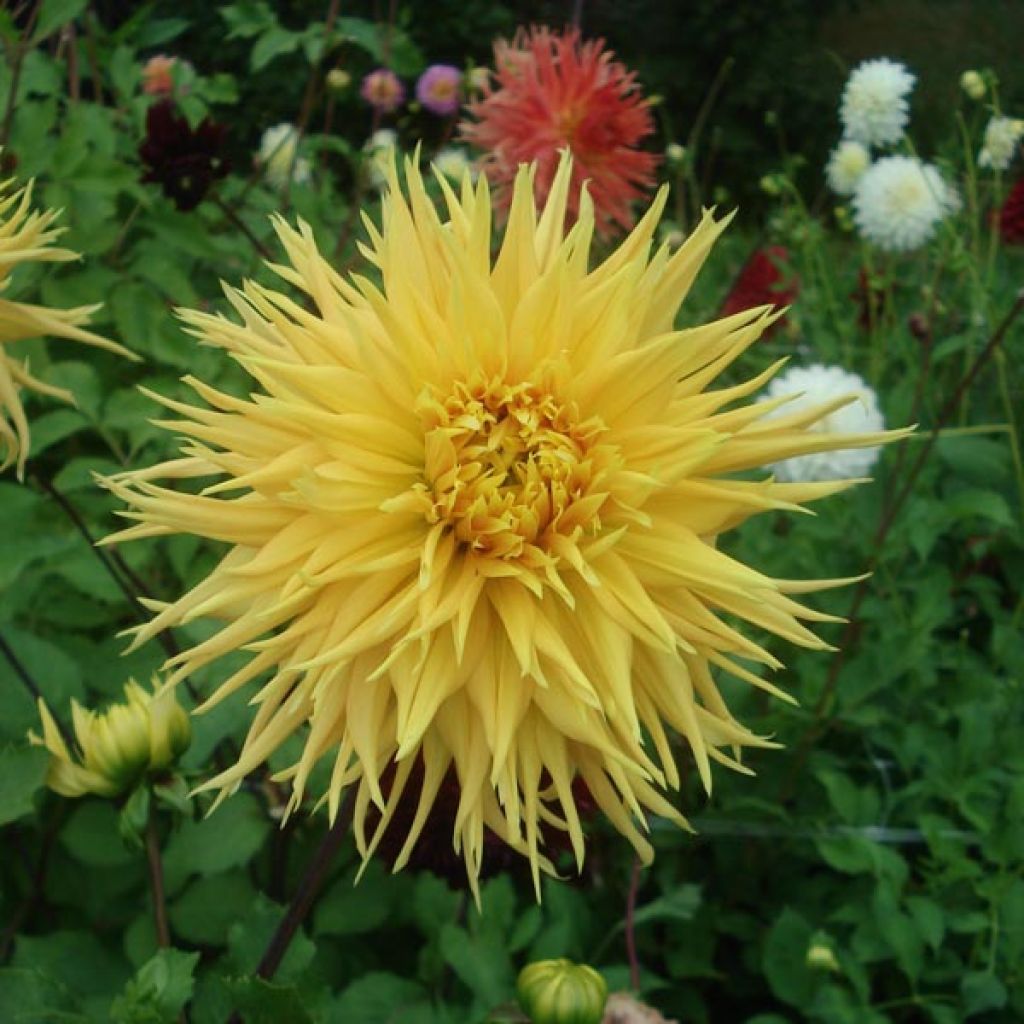 Dahlia cactus dentelle Encore