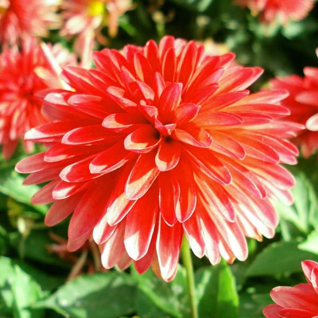 Dahlia Fluorescent Glow