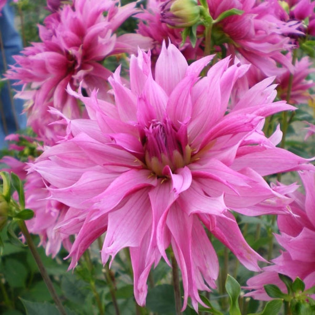 Dahlia Frizzle Sizzle