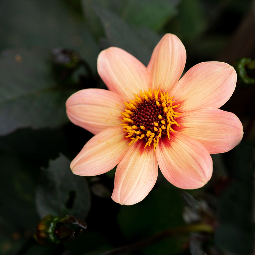 Dahlia Happy Single Date