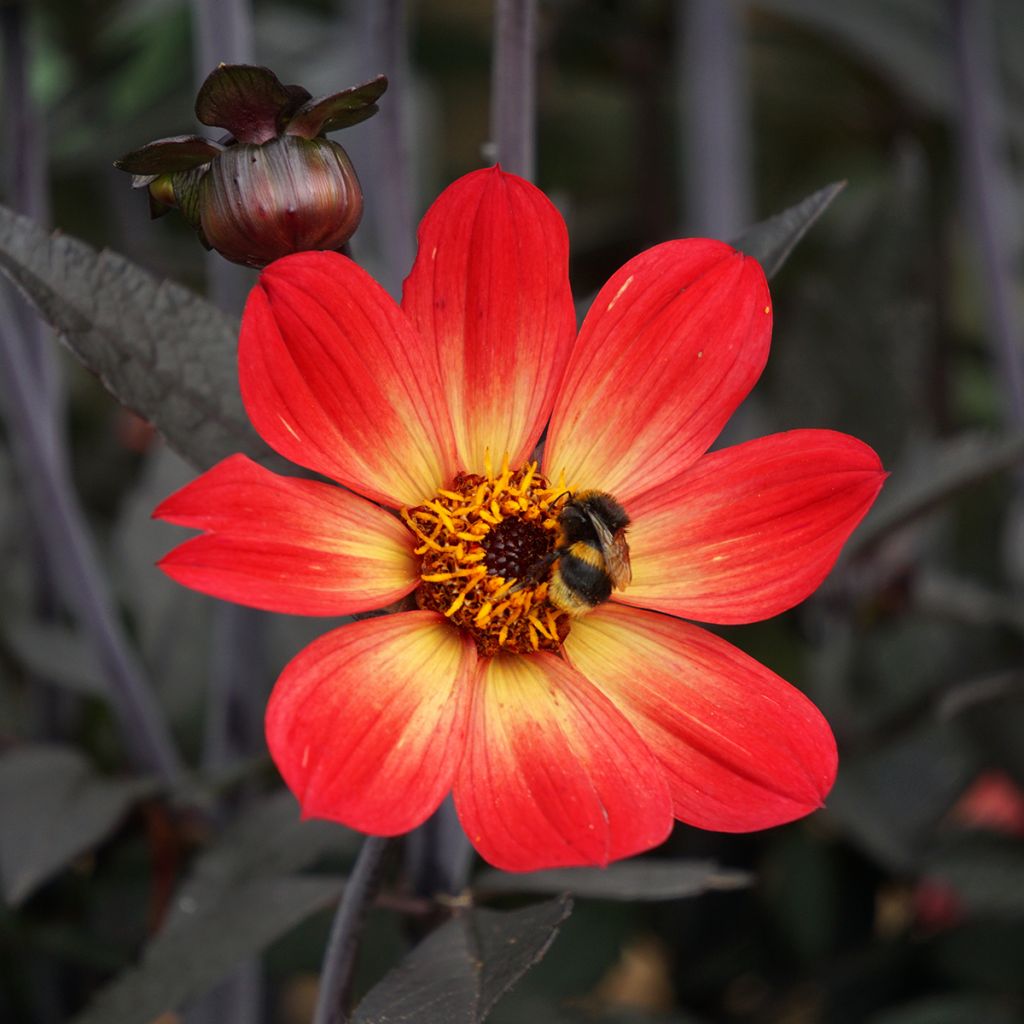 Dahlia Happy Single Flame