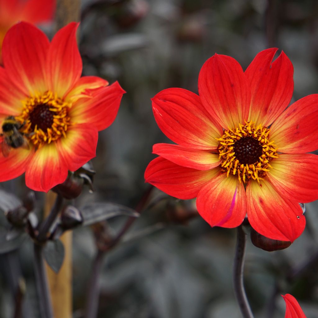 Dahlia Happy Single Flame