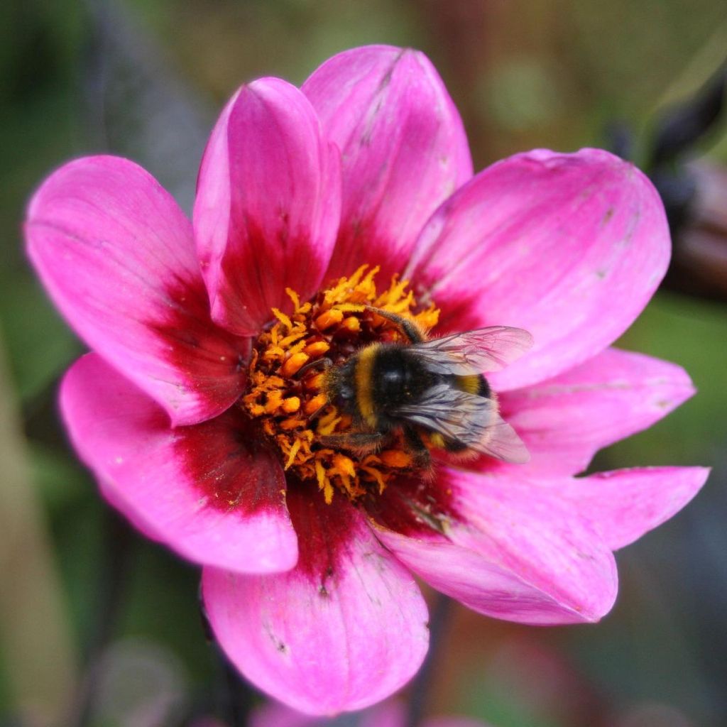 Dahlia Happy Single Wink - Dahlia nain à fleurs simples rose.