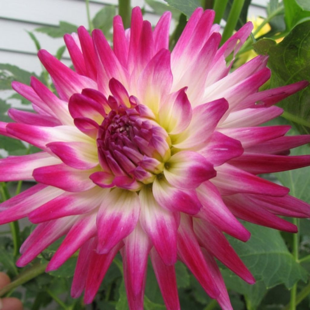Dahlia Hayley Jane