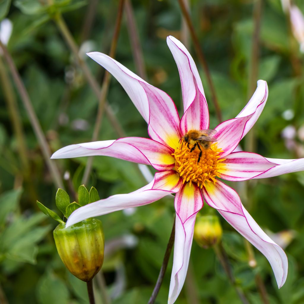 Dahlia Fragile