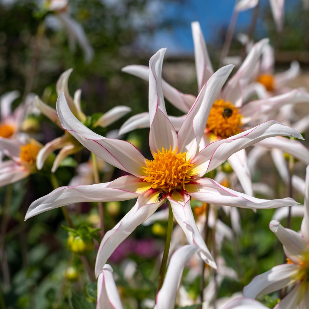 Dahlia Fragile