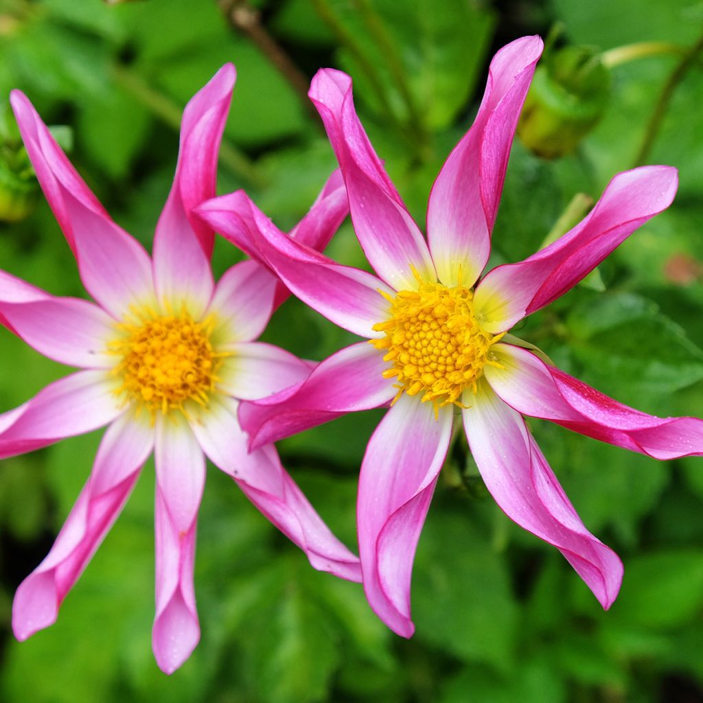 Dahlia Honka Pink