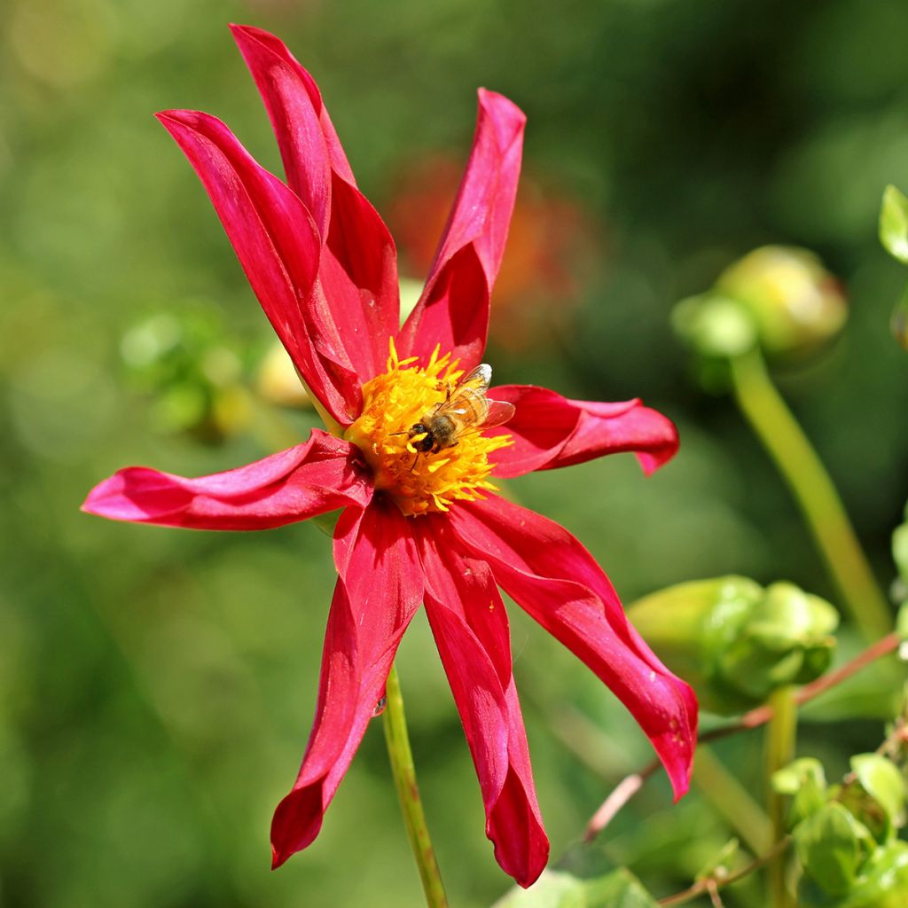 Dahlia Red