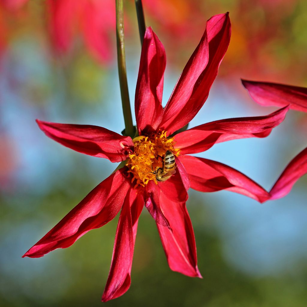 Dahlia Red