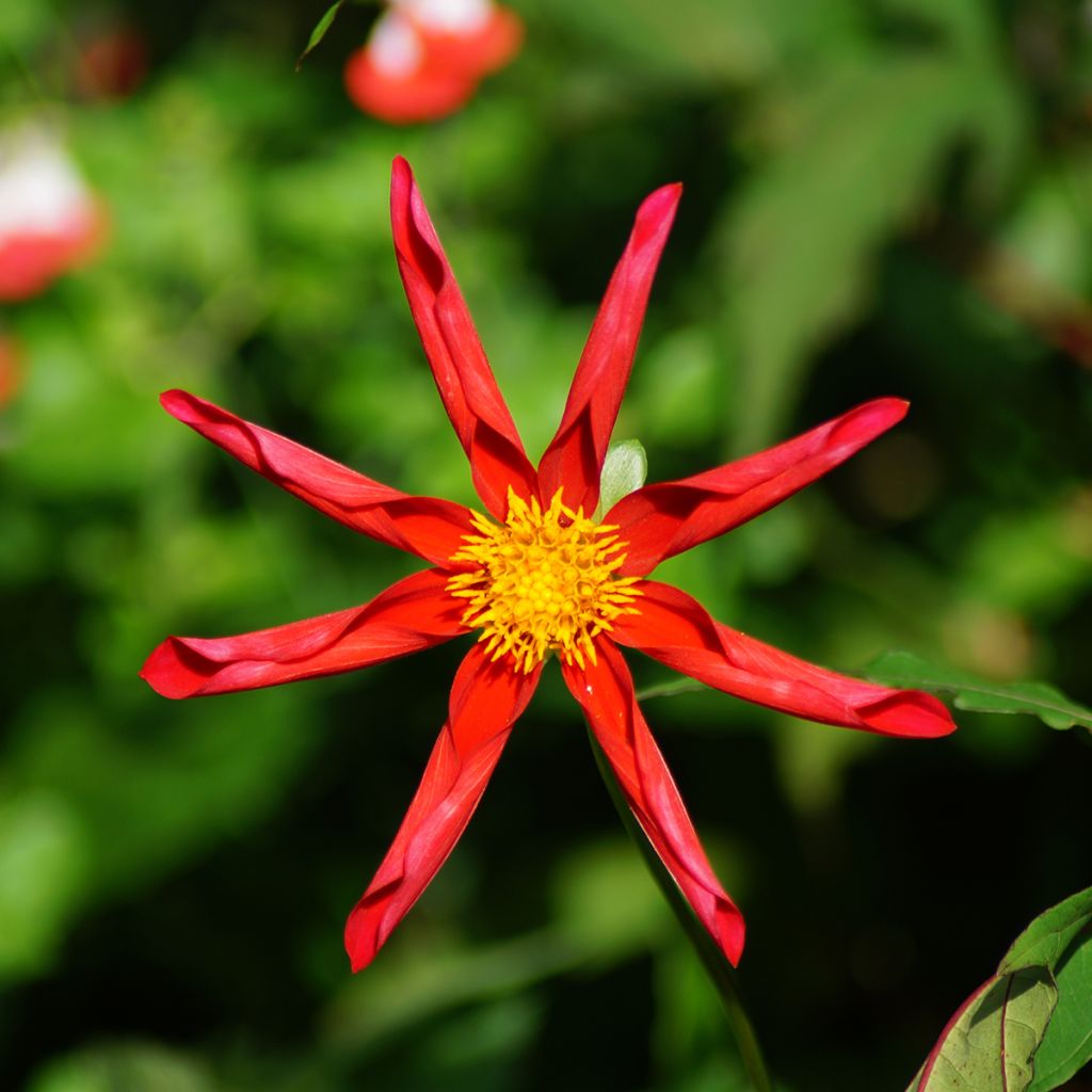 Dahlia Red