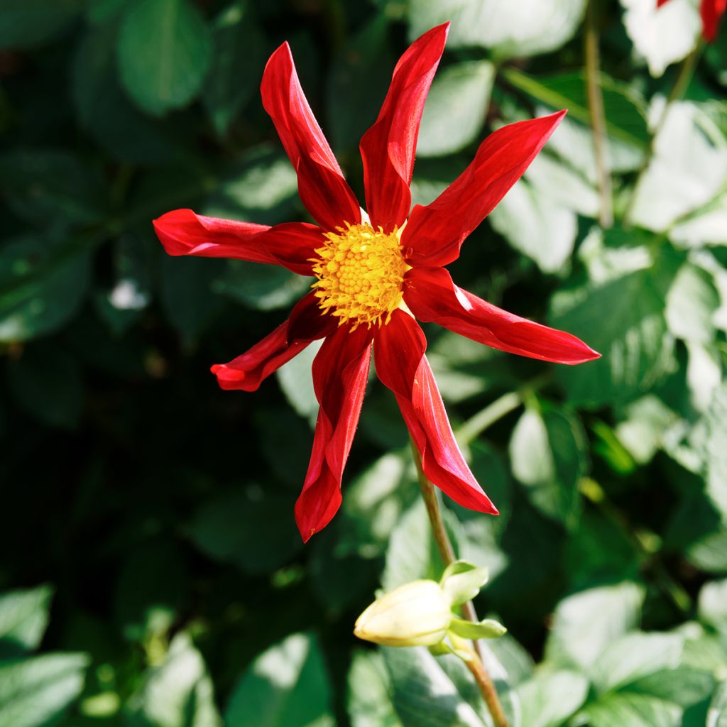 Dahlia Red