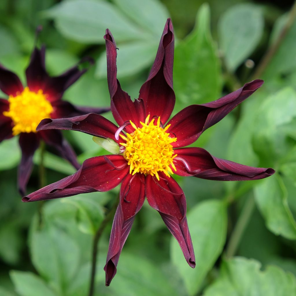 Dahlia Verrones Obsidian