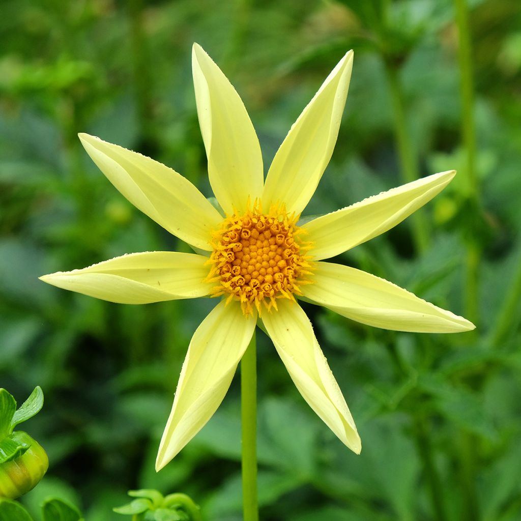 Dahlia Yellow