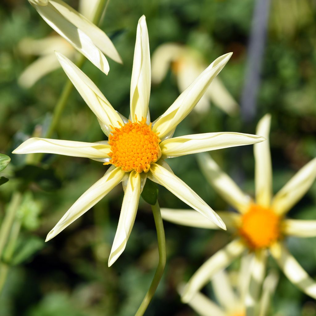 Dahlia Yellow