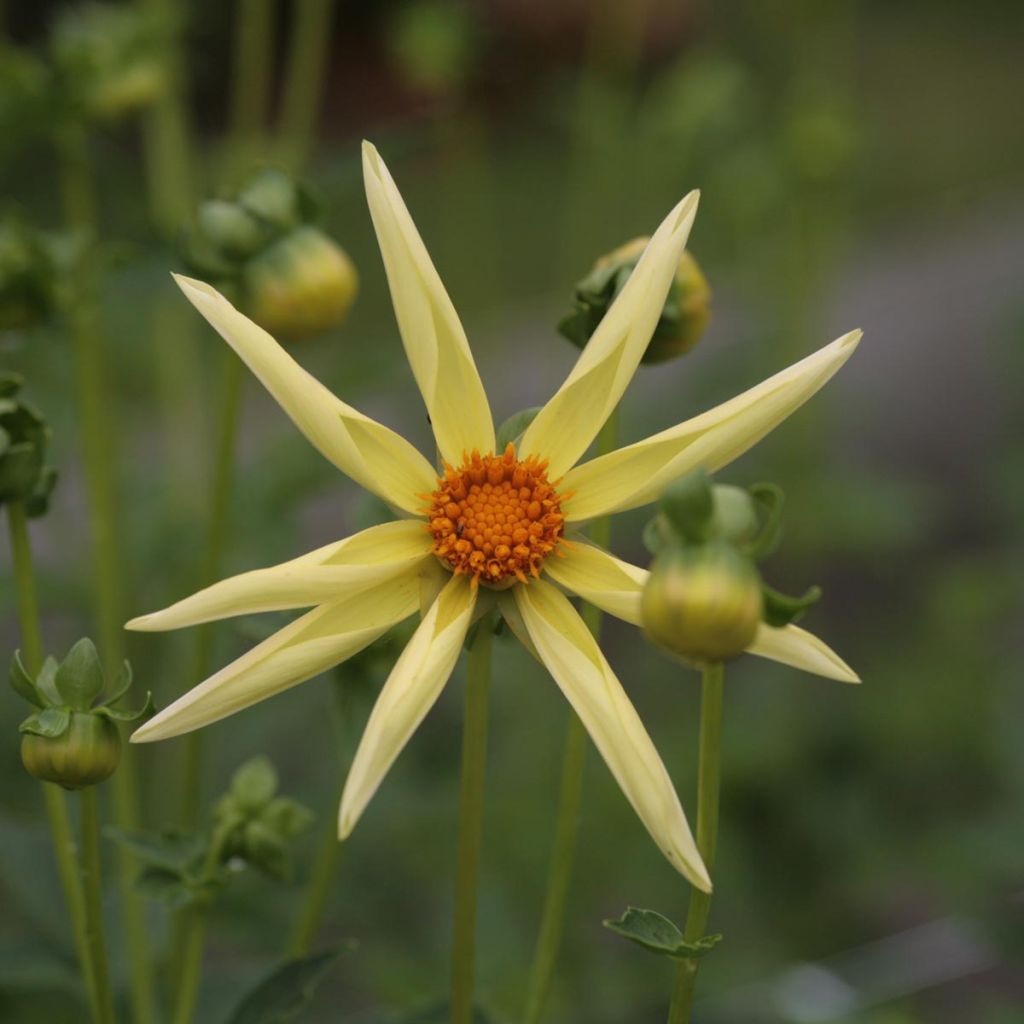 Dahlia Honka jaune