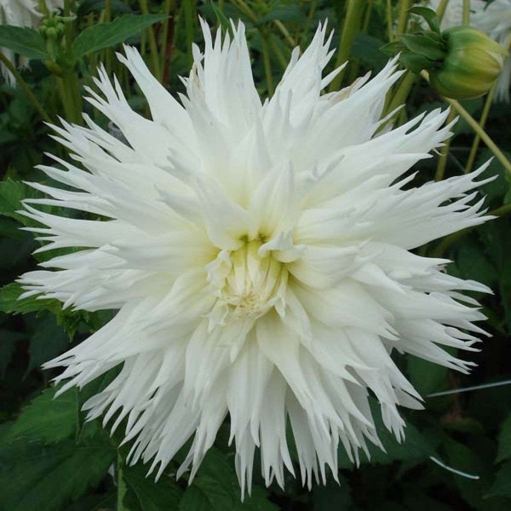 Dahlia Cactus Ice Crystal