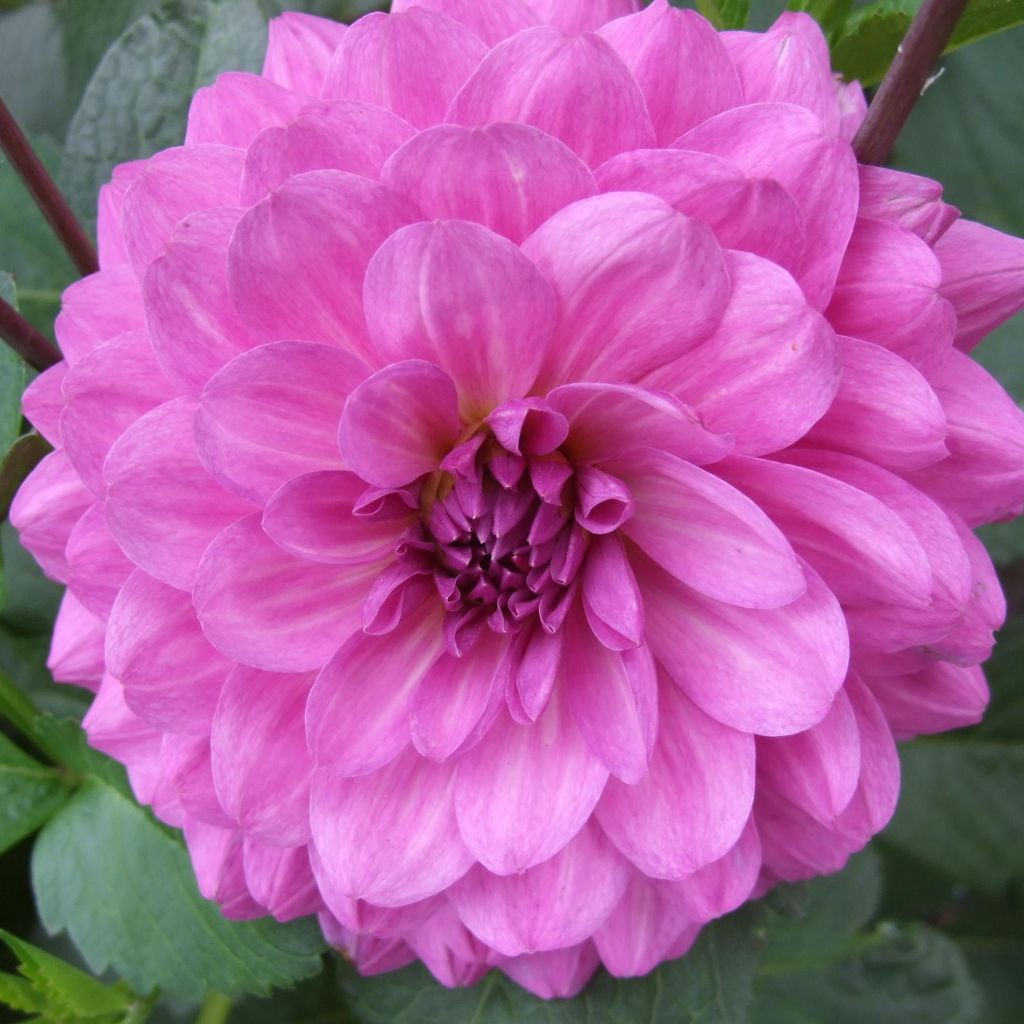 Dahlia camélia Karma Lagoon