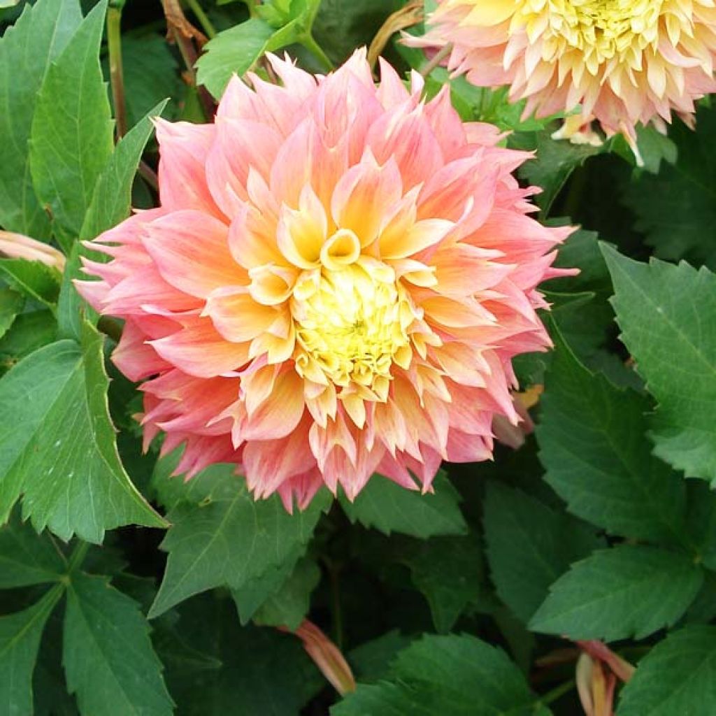 Dahlia Kogane Fubiki