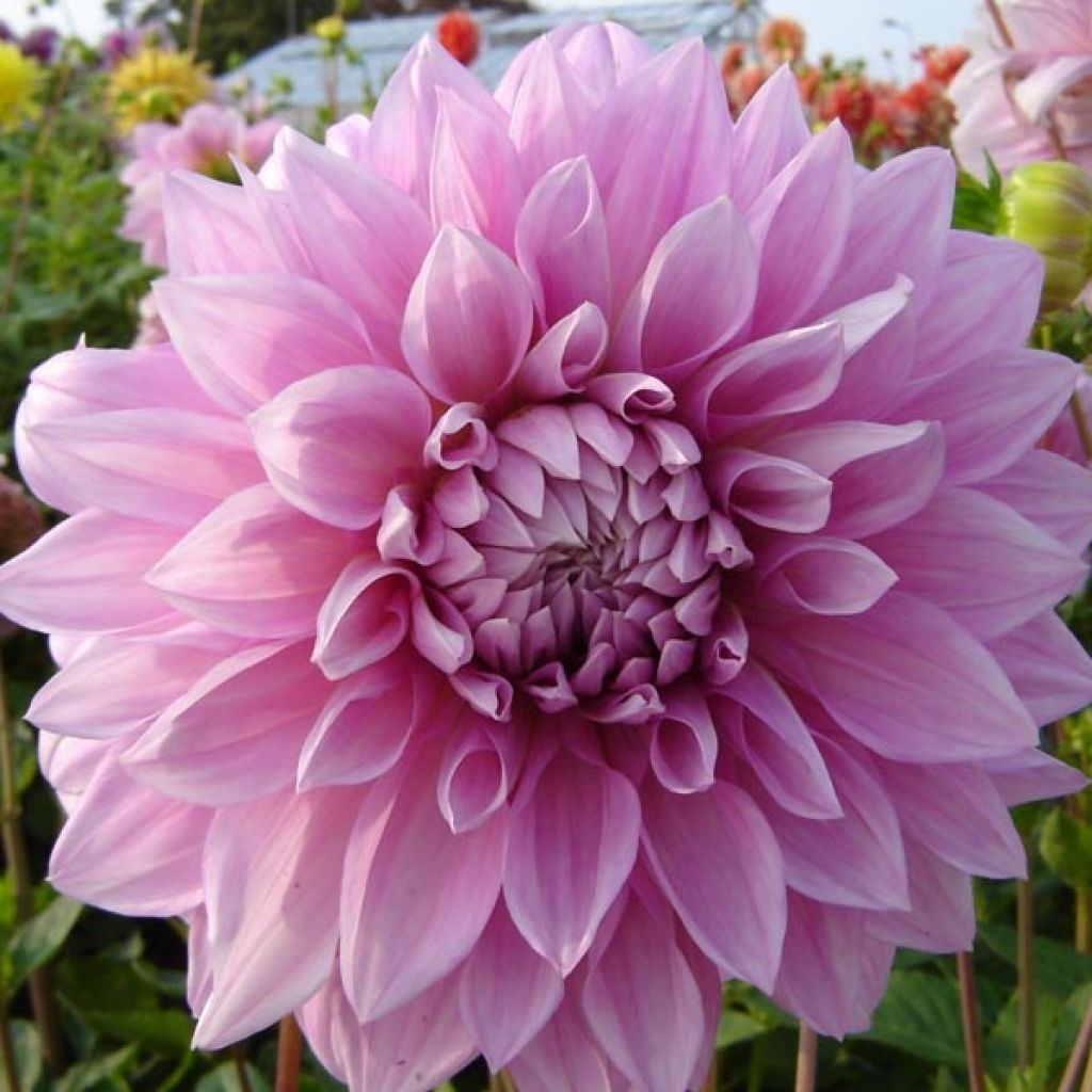 Dahlia géant Lavender Perfection