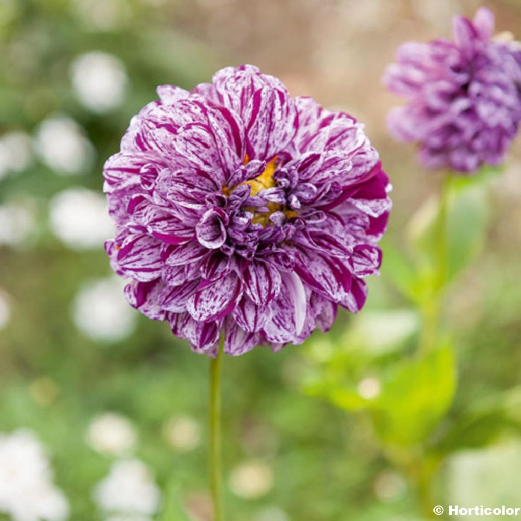 Dahlia Marble Ball