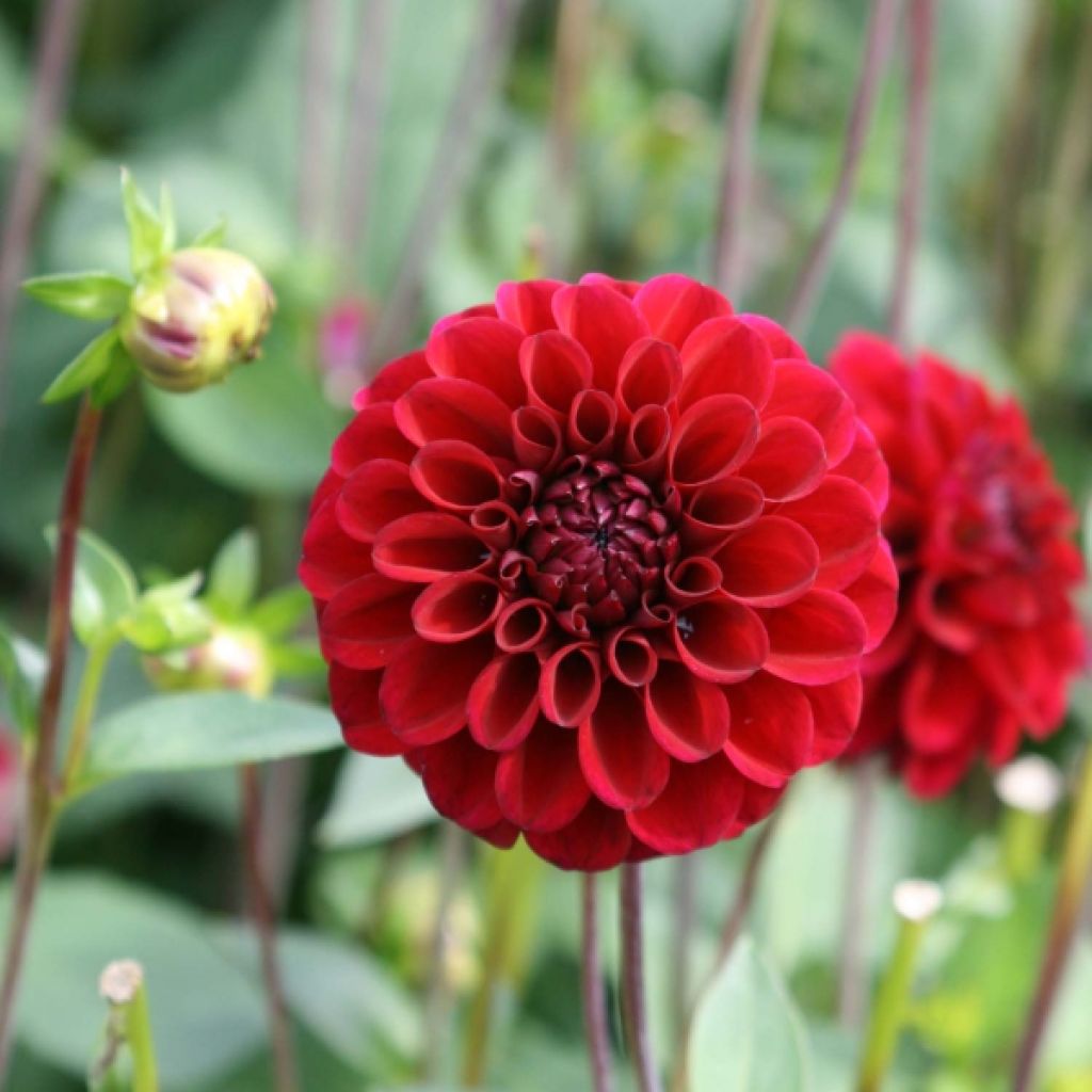 Dahlia mini balles Maroon Fox