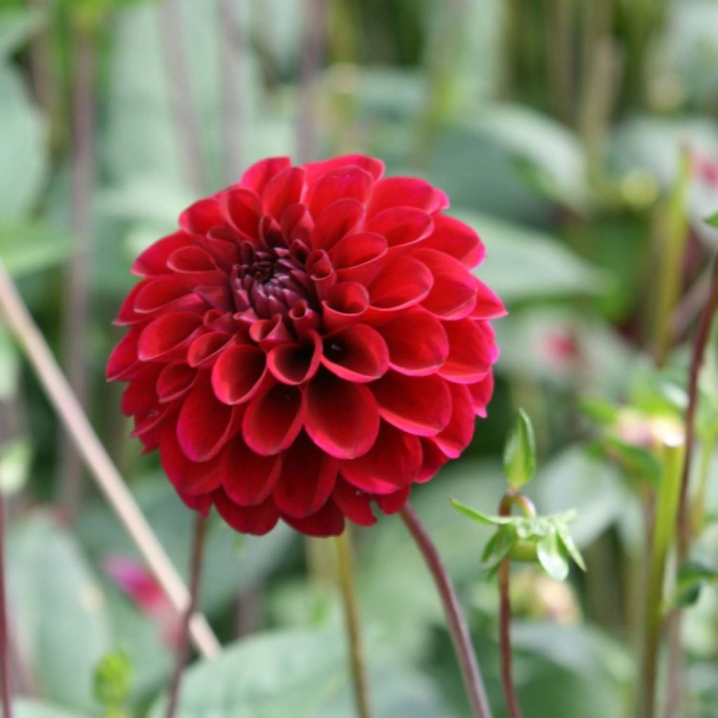 Dahlia mini balles Maroon Fox