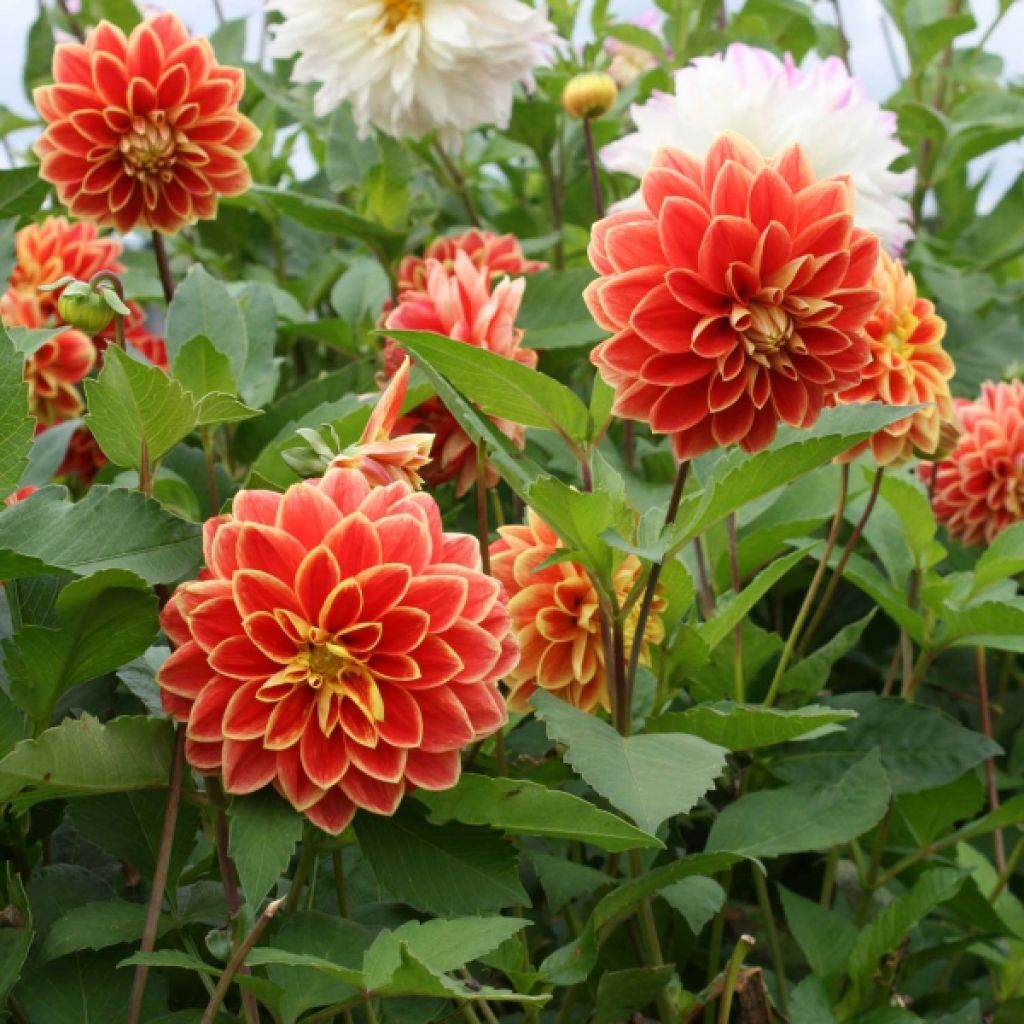 Dahlia Décoratif Maxime