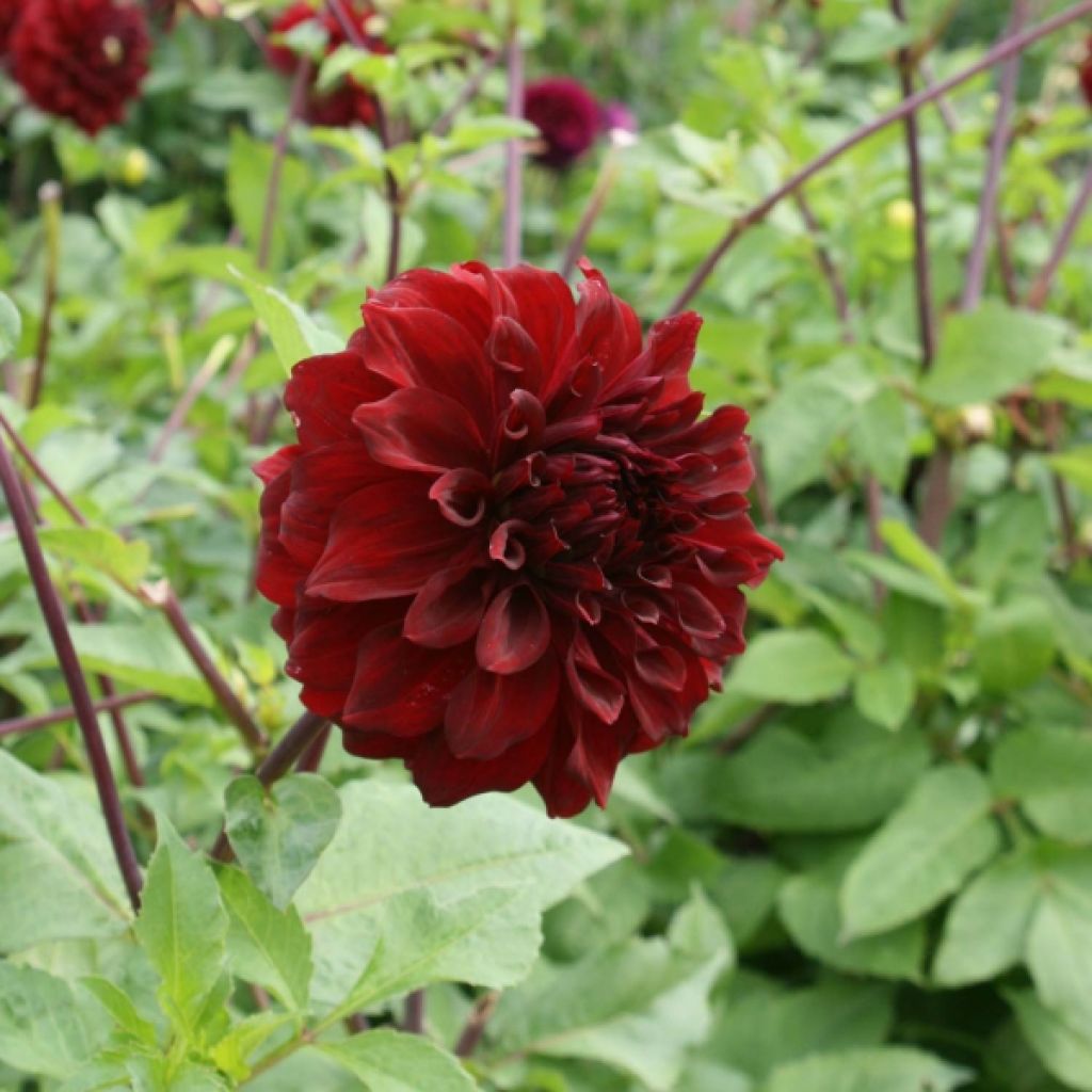 Dahlia Géant Mingus Alex