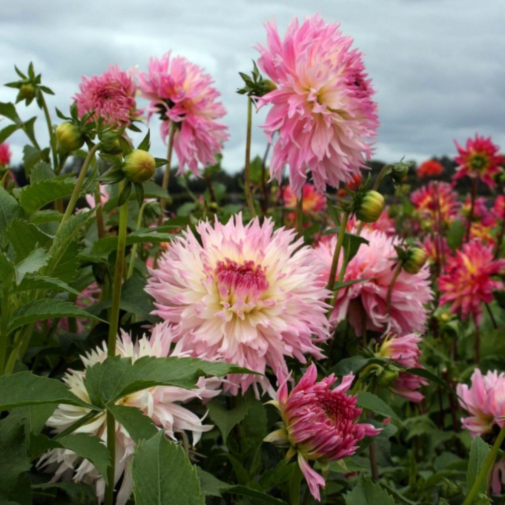 Dahlia Cactus Nadia Ruth