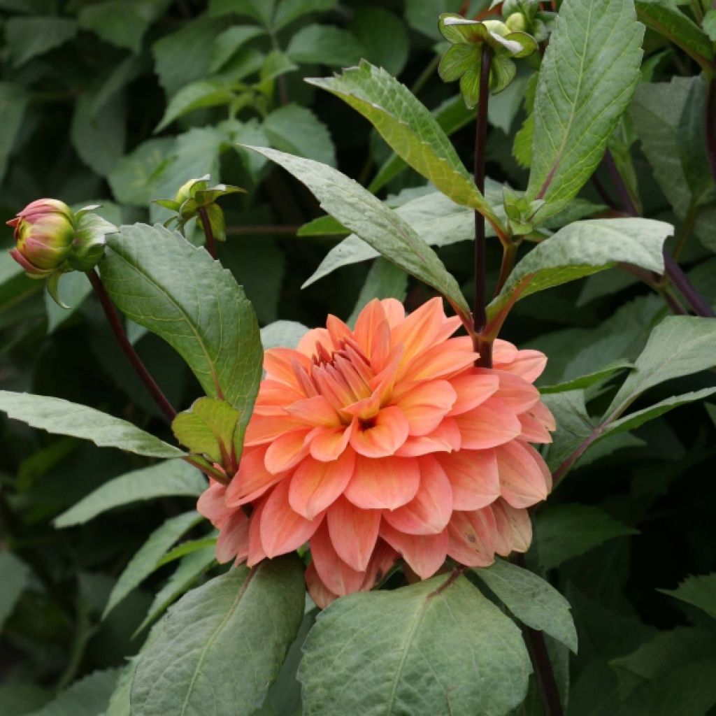 Dahlia Nicholas