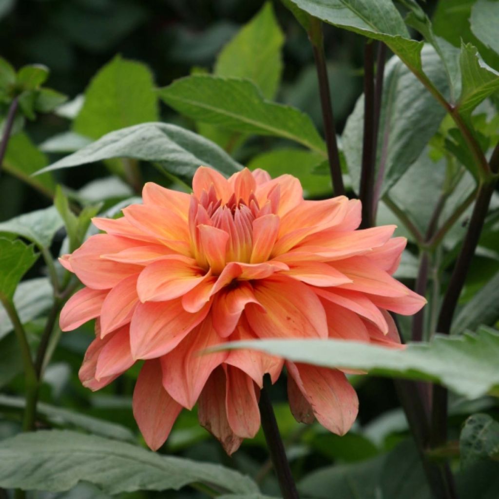 Dahlia Nicholas
