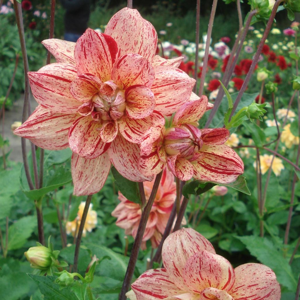 Dahlia Nonette