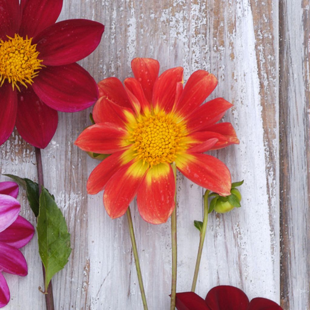 Dahlia Orange Emperor