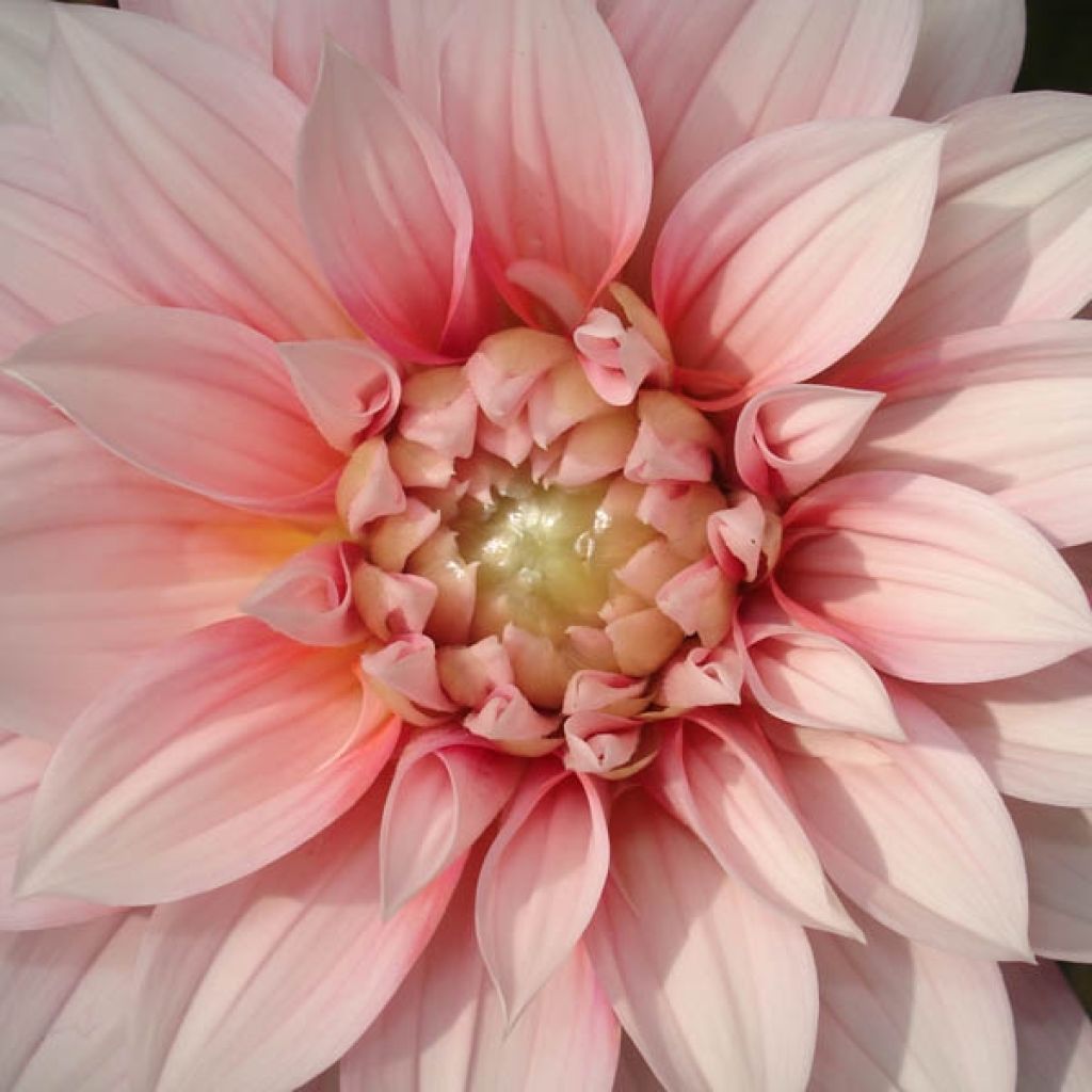 Dahlia buisson Organza