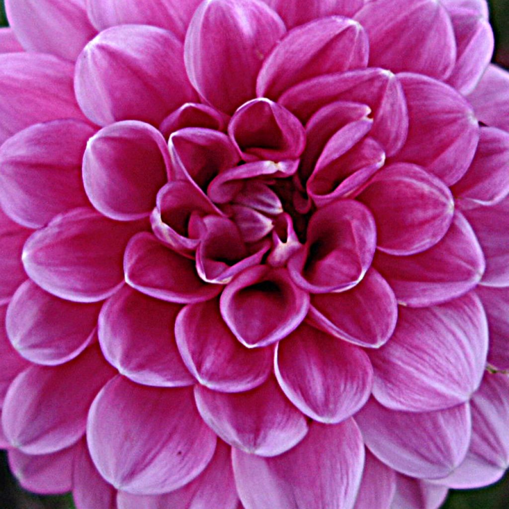 Dahlia Peter