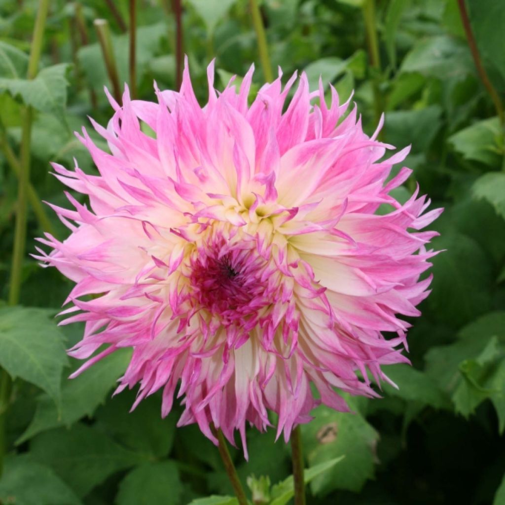 Dahlia Géant Pineland's Princess