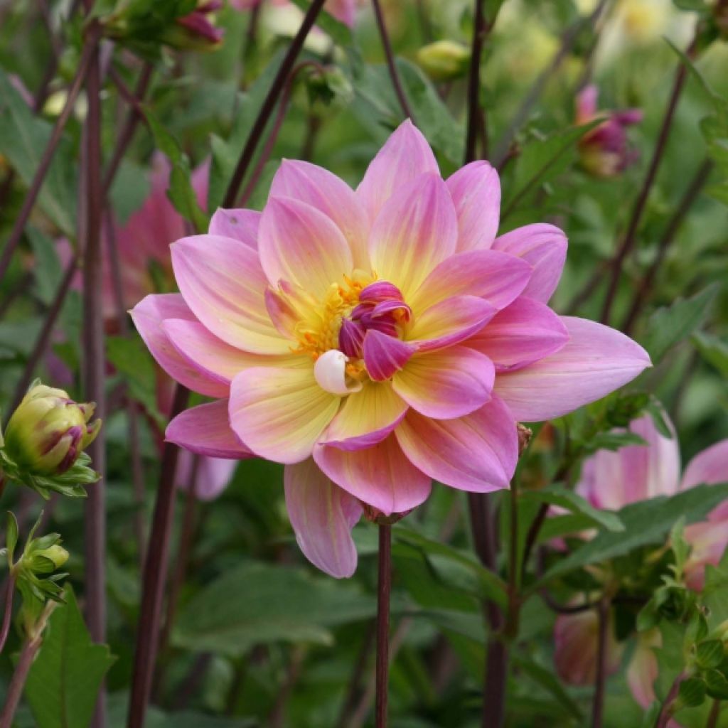 Dahlia Décoratif Pink Butterfly