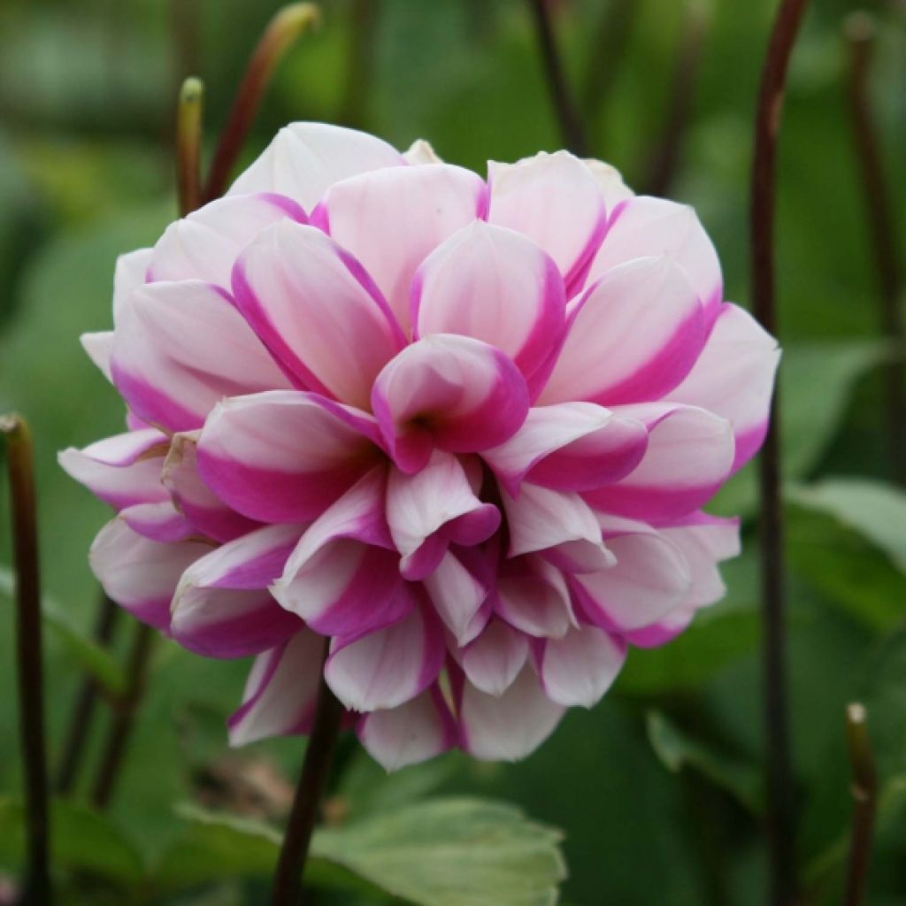 Dahlia Pivoine Priceless Pink