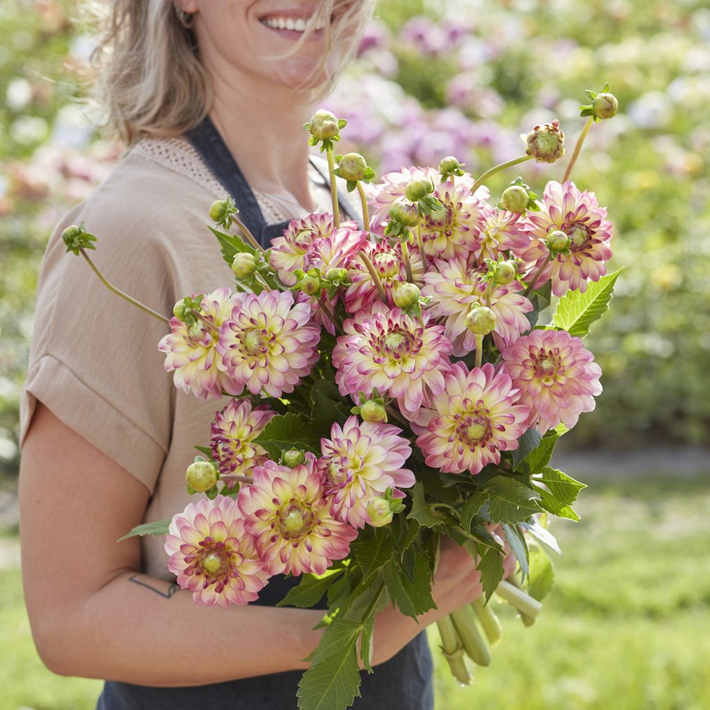 Dahlia Pure Happiness