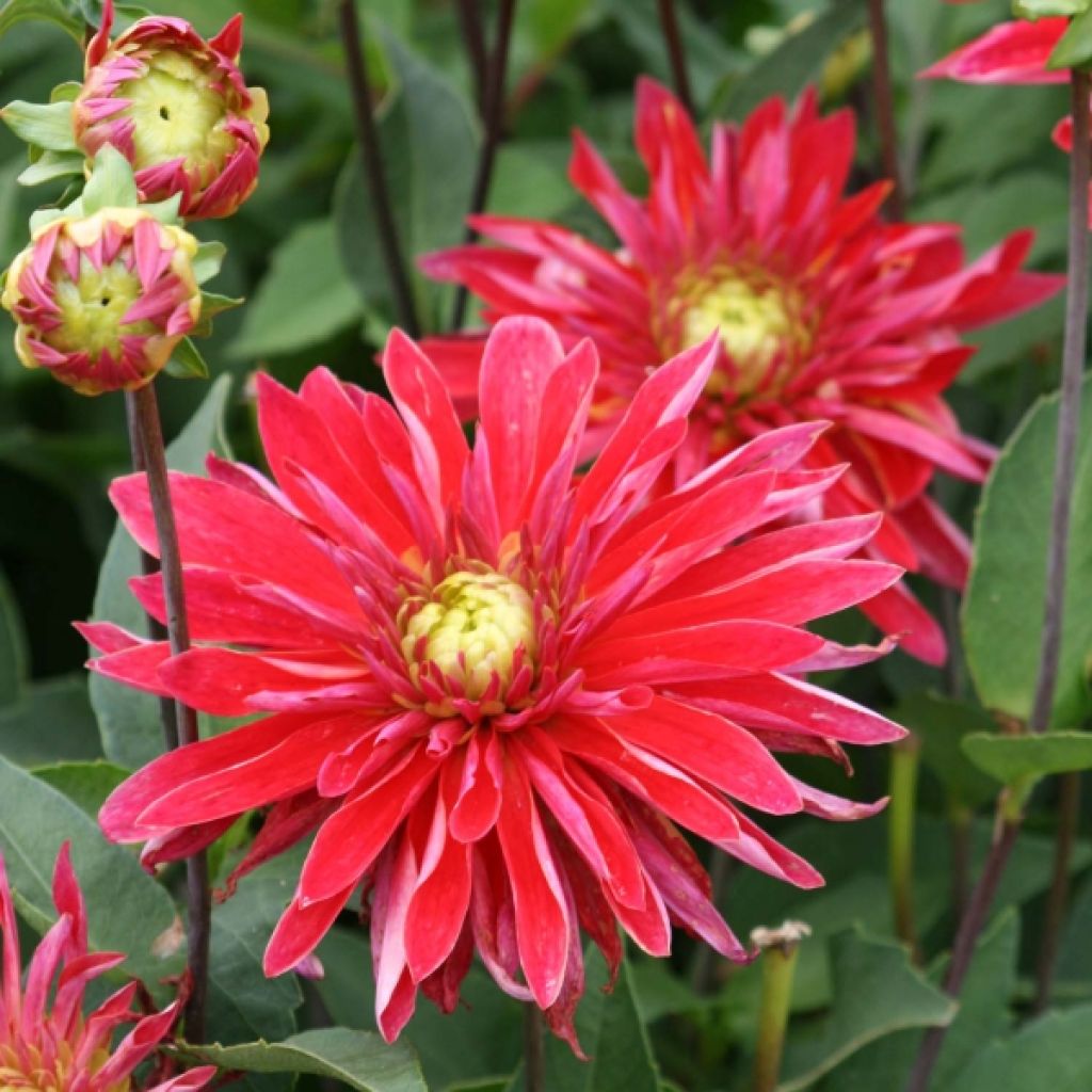 Dahlia Cactus Selina