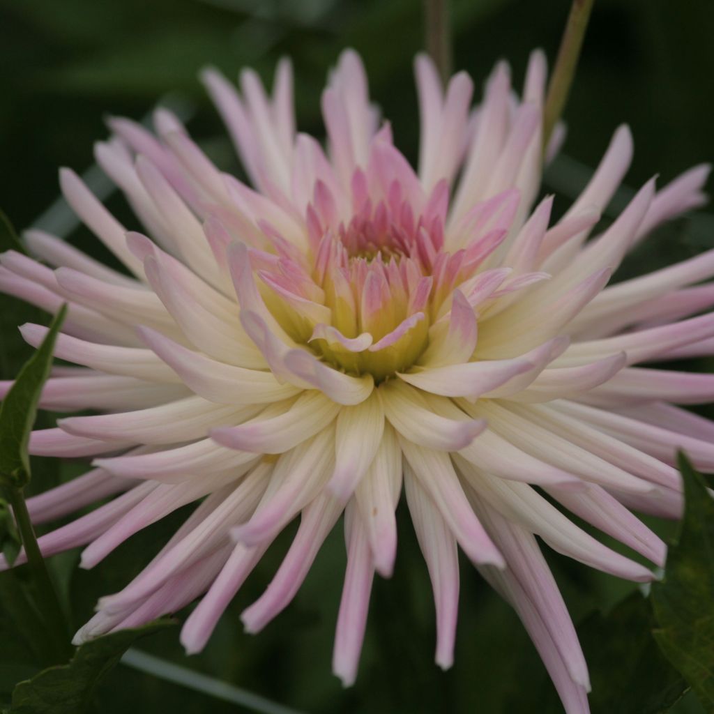 Dahlia Star's Lady