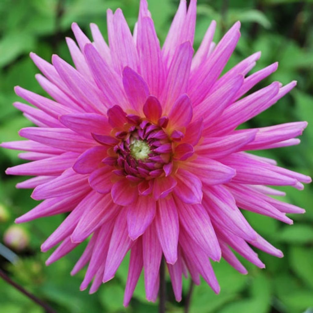 Dahlia Sugar Diamond