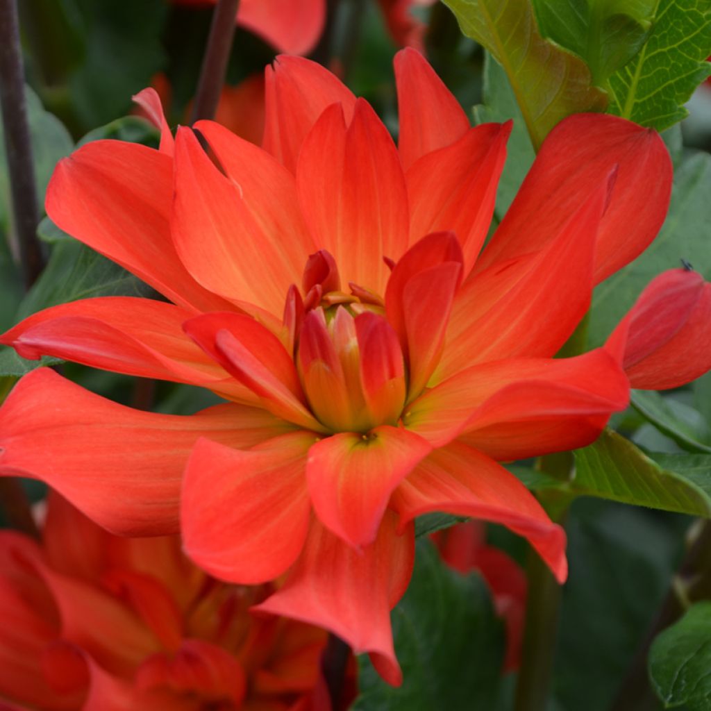 Dahlia Tour du Monde