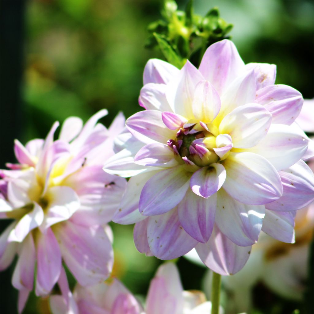 Dahlia Twilight Time