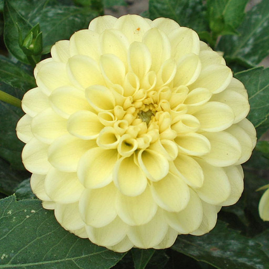 Dahlia Yellow Jewel