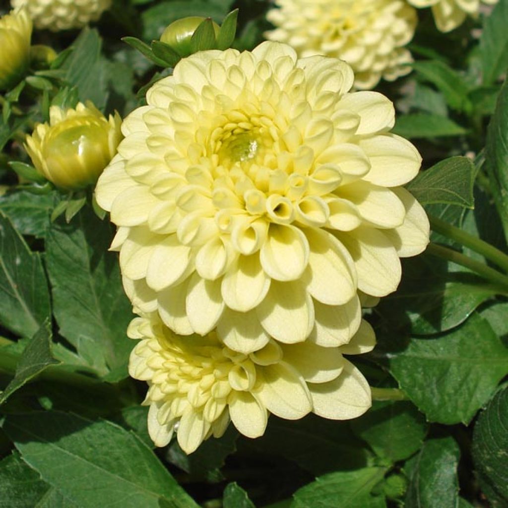 Dahlia Yellow Jewel