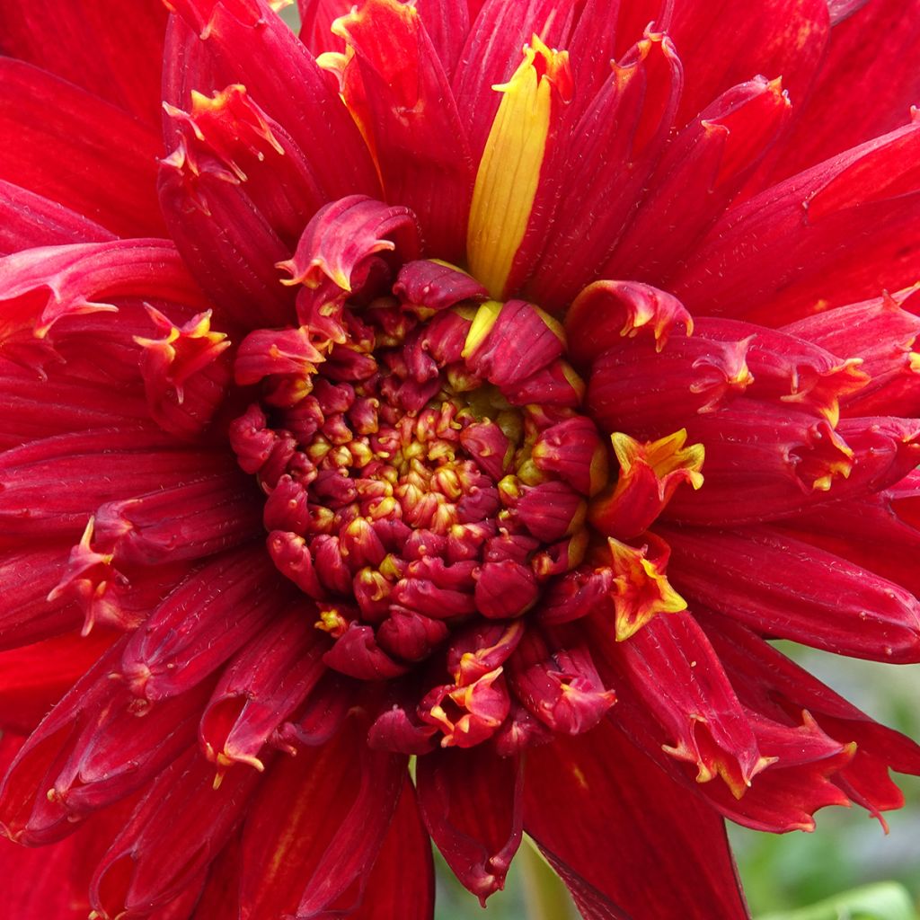 Dahlia Jive